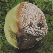 013_Birsalat-3