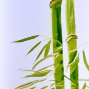 04_Bambusz_3_60x30cm_akvarell_vaszon_2024