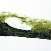 115_Fagomba-vagyok-2
