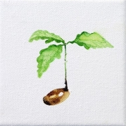 157_Fava-leszek-1