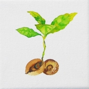 158_Fava-leszek-2