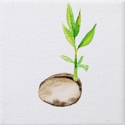 159_Fava-leszek-3