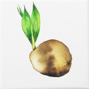 160_Fava-leszek-4