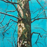 182_Platan-2